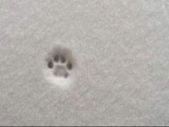 상사병 lovesickness