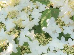 그 어느 언덕 꽃덤불에 아늑히 안겨 보리라¹