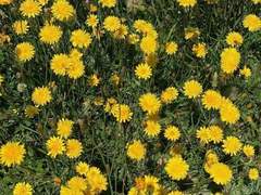 [ 민들레 / 25 / 4학년 / 민들레 ]