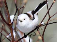 조류를 무서워하는 유지민의 여자 친구가 새 수인이라고?