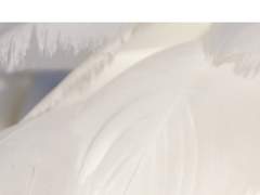 <Songbirds> 무료 전환 공지