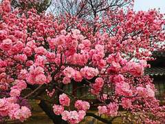 숨존커 구애상의 프로필.