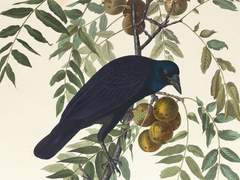 [마리포사 네버모어 / 재난반 / 17세]