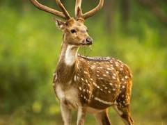 아울러스의 이피게네이아