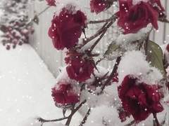 이난설 | XX | 23 | 치유계