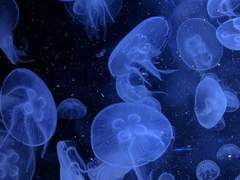 오늘 밤 떨어지는 유성우들이 다 네게 떨어지라고 그렇게 하나뿐인 소원을 쓴다고 내가 말했다