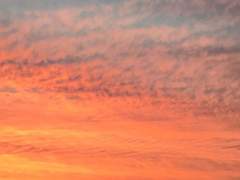 6월에는 복숭아 향기를 내주세요. [4]