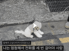 나는멍청해서전화를세번걸어야사랑인줄알아