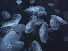 미즈하라 미키 XX 애