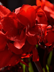 [주술회전] 시체 먹는 칸나