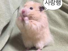 하이큐 일코용 학교 시간표