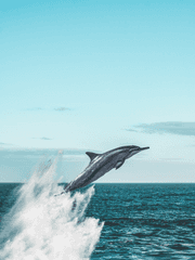 동물 영혼 있나 없나