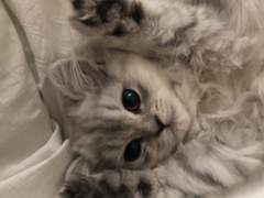 여주 아픈거 보고싶다 (밑밥)