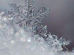 개와새와고양이와비둘기와나비와벌