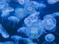 And ye shall know the truth and the truth shall make you free.