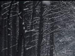 ❄️얼나숲 얼음나무숲 해석