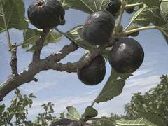 꽃 핀 무화과나무上