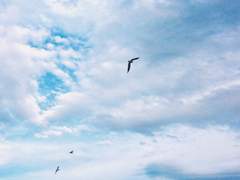 짝사랑에 외기러기