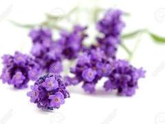 [논컾][푸룬쉐밀] 라벤더