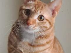 매화가 피었다. 곧, 목련도 개나리도 진달래도 벚꽃도 필 것이다...