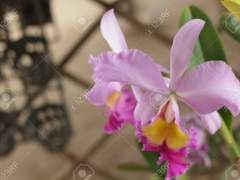 [쉐밀세릴] 난초