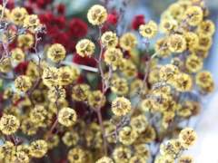 [쉐밀퓨바세릴] 안개꽃