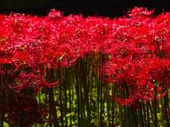 [쉐밀퓨바세릴] 피안화(석산)