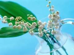 [방울세릴] 은방울꽃▫️happy▫️