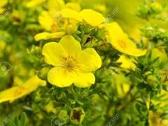 [아망푸룬] 달맞이꽃