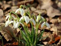 [쉐밀퓨바세릴] 설강화(눈풀꽃)