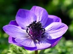 [아포흑당] 한겨울의 아나모네