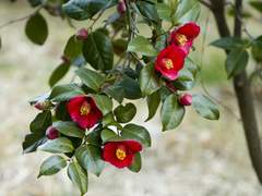 내가 너를 좋아한다고 한다면 믿을거야?