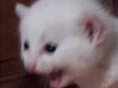 주술사 하기 싫은데요;;