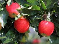 [크렘린저] 사과나무