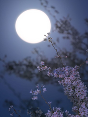 봄이 오거든 네가 있는 곳으로 갈게