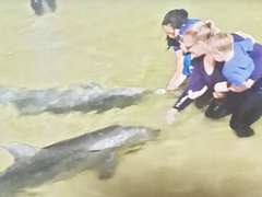 야생돌고래가 매일 매일 출석하는 리조트가 있다?