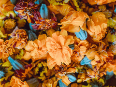 [허티] 금잔화 핀 자리에 1