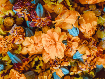 [허티] 금잔화 핀 자리에 1