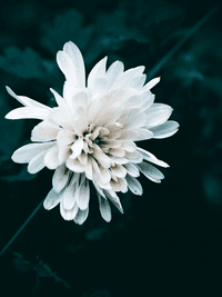 시리즈 나에게 아픔을 줬으면 너도 아파야지.