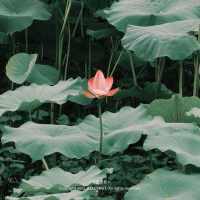 리퀘스트-여름과 눈 맞추기