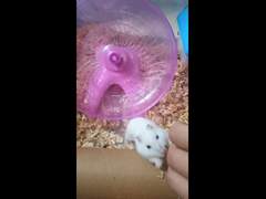 햄스터 밀착 촬영