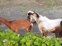 Escorts Hilton Hotel IBIS NAVI Mumbai Airport Andheri Call girls Number