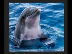 비디오 돌고래 P50